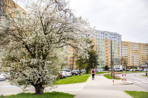 Pielęgnacja zieleni